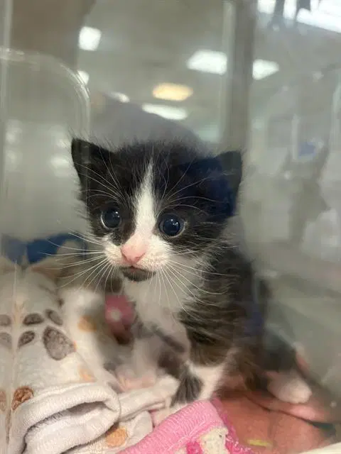 Montana - Domestic Short Hair