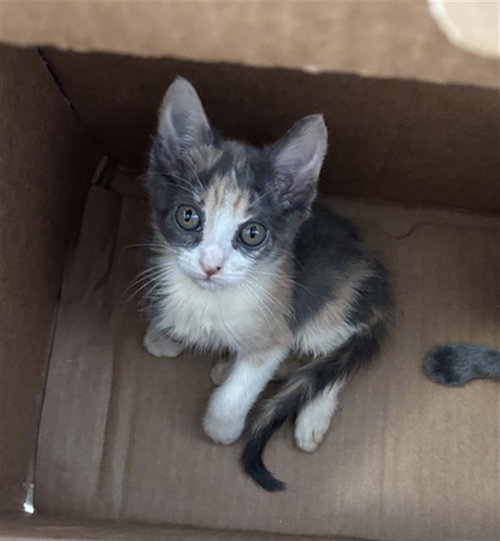 LUNA, a cat for adoption from Dallas Animal Services