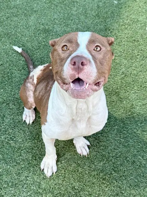 Oakley - Pit Bull Terrier