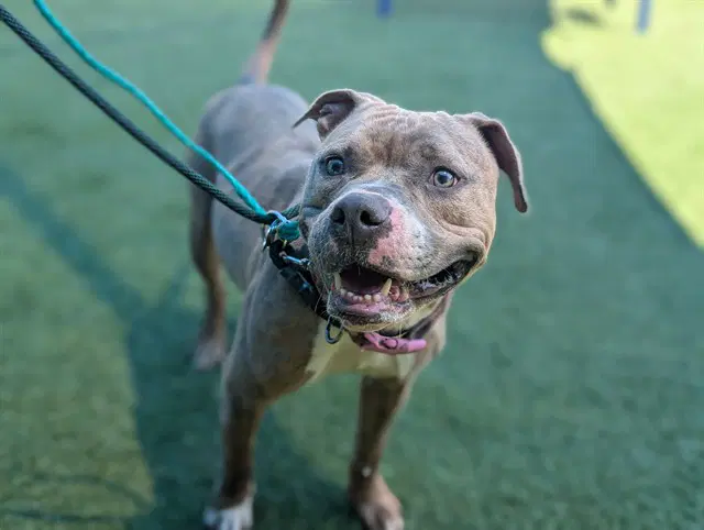 Babygirl - Pit Bull Terrier