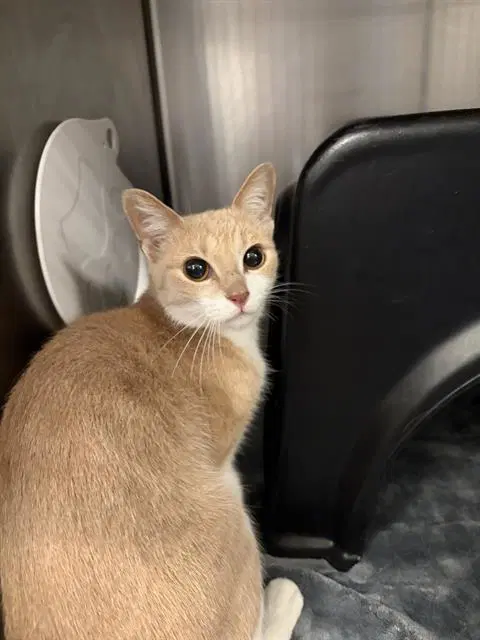 Nella - Domestic Short Hair