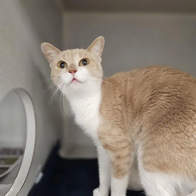 Nella - Domestic Short Hair