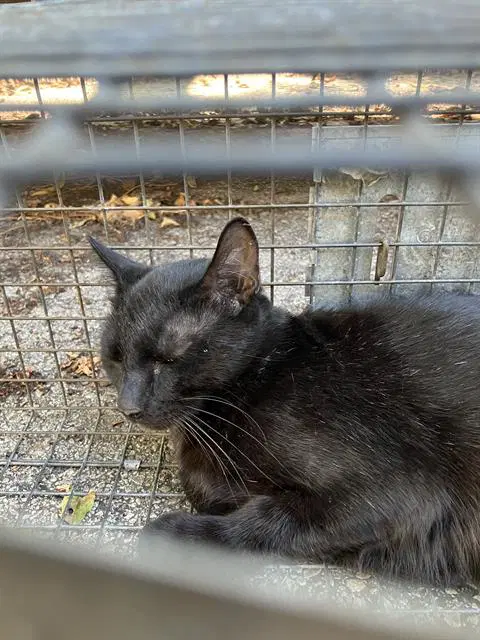 Dawn - Domestic Short Hair