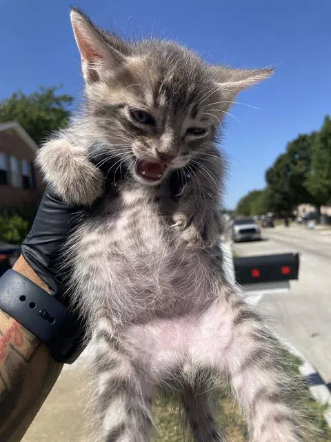 Nala - Domestic Short Hair