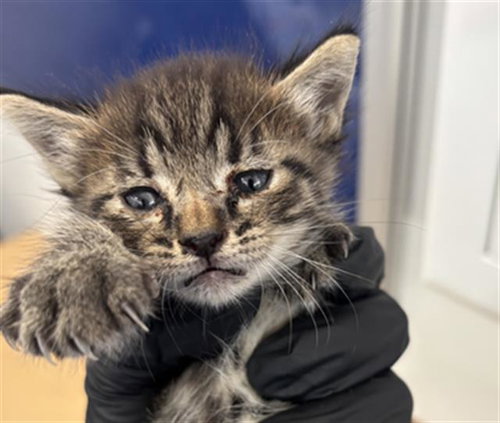 SEAL, a cat for adoption from Dallas Animal Services