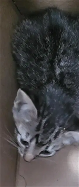 Constance - Domestic Long Hair