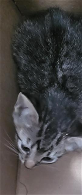 Constance
