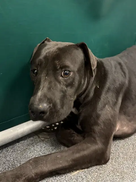 Donnie - Pit Bull Terrier
