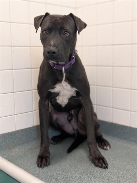 DONNIE, a dog for adoption from Dallas Animal Services