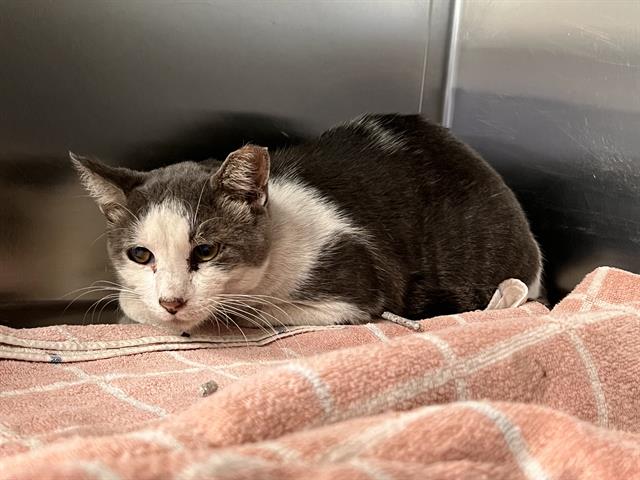 Banjos