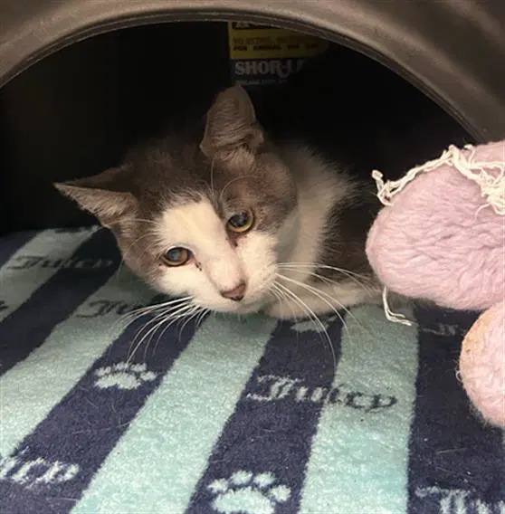Banjos - Domestic Short Hair