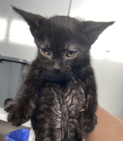 LAZULI, a cat for adoption from Dallas Animal Services