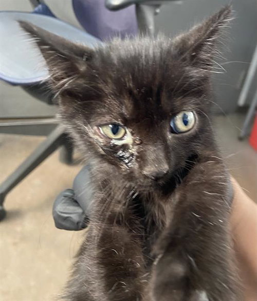 LAZLO, a cat for adoption from Dallas Animal Services