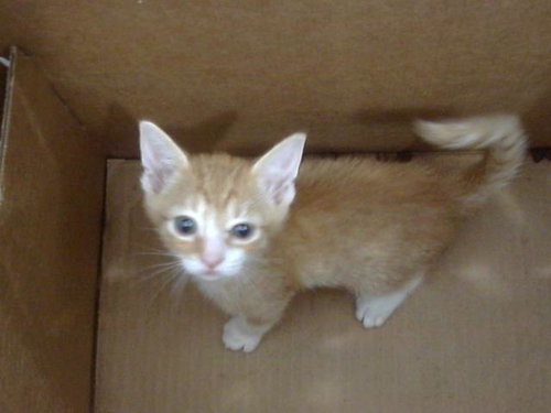 BONGO, a cat for adoption from Dallas Animal Services