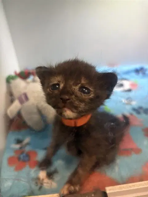 Madrid - Domestic Short Hair