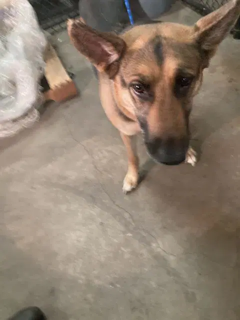 Honey - German Shepherd Dog