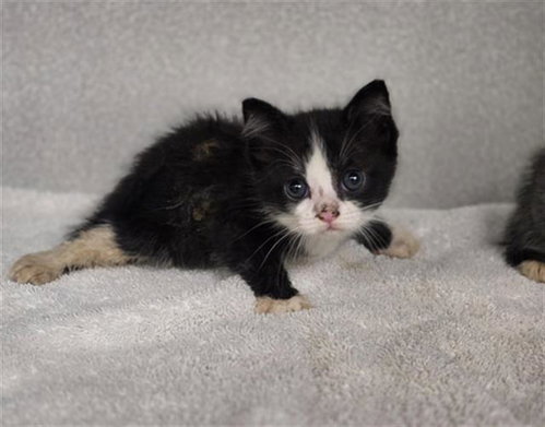 PANAMA, a cat for adoption from Dallas Animal Services