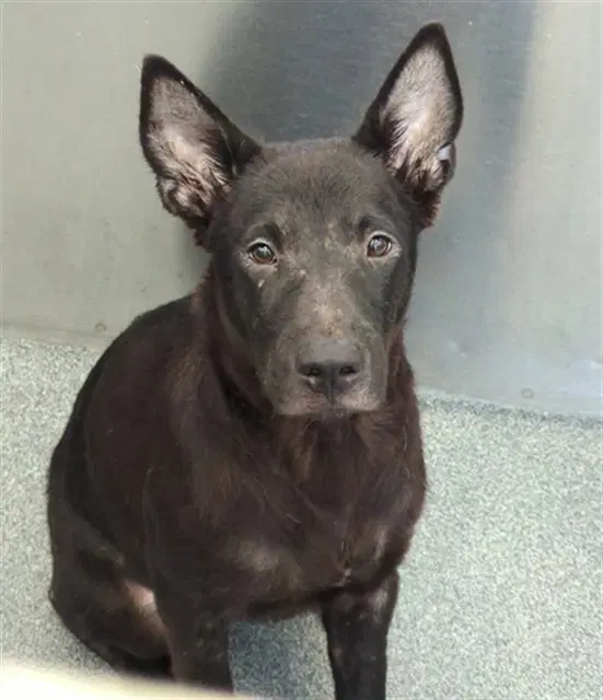 Negro - Dutch Shepherd