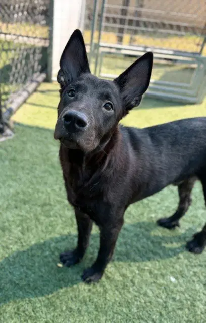 Negro - Dutch Shepherd