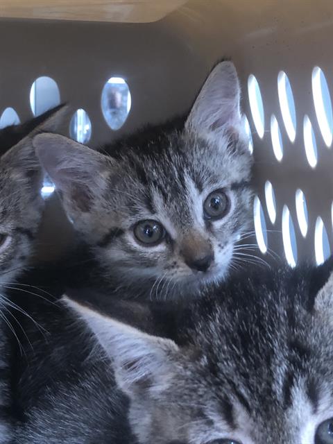 AGNETHA, a cat for adoption from Dallas Animal Services
