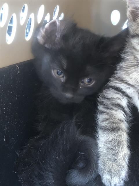 ANNI-FRID, a cat for adoption from Dallas Animal Services