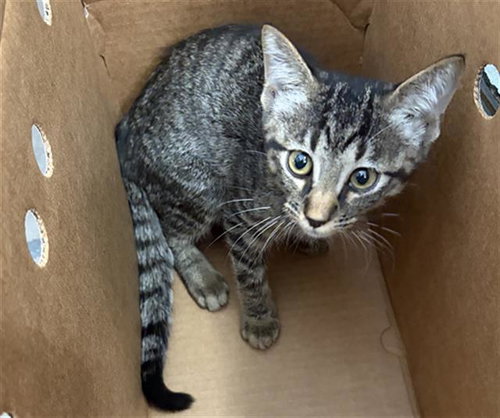 MR. OXFORD, a cat for adoption from Dallas Animal Services