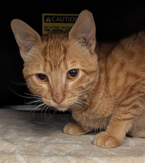 picture of the cat needing adoption