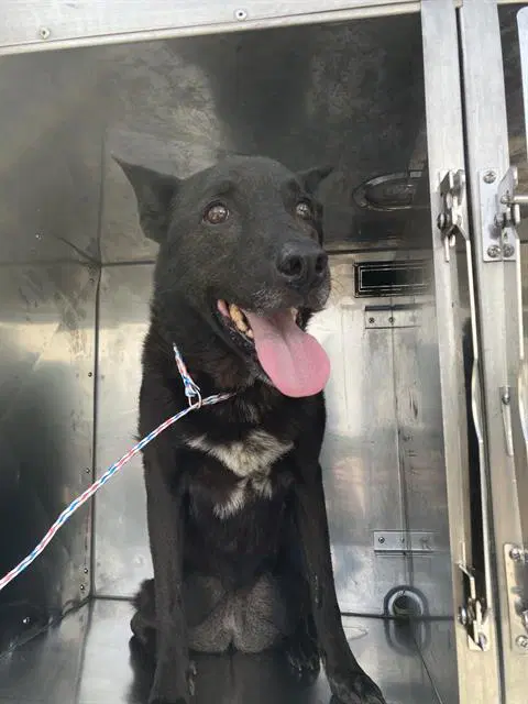 Dream - German Shepherd Dog