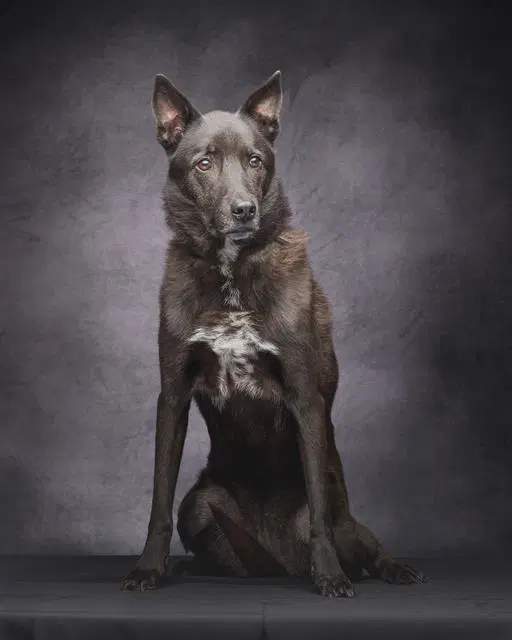 Dream - German Shepherd Dog
