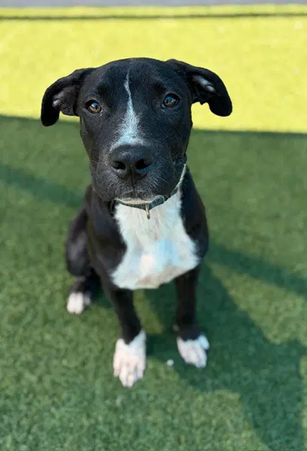 Fiji - Labrador Retriever