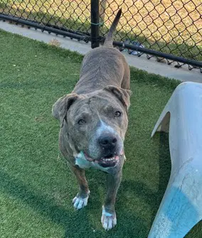Adonis - Pit Bull Terrier