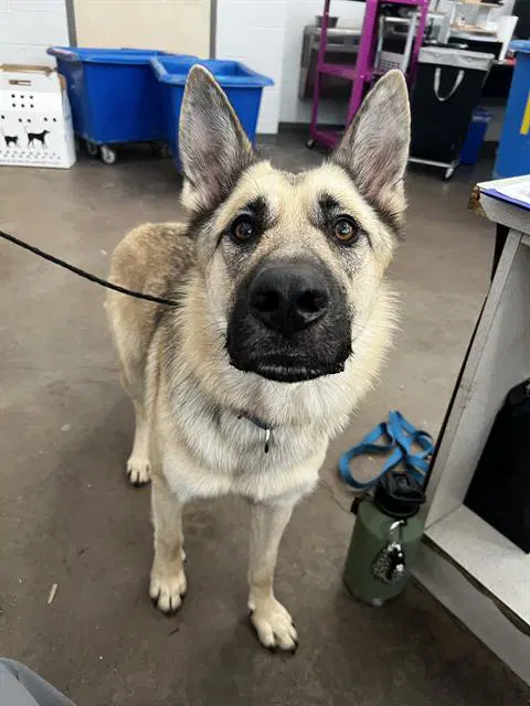 Max - German Shepherd Dog
