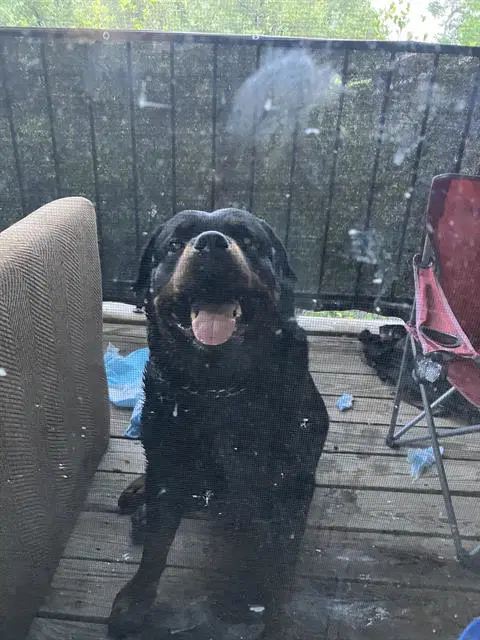 Zoe - Rottweiler