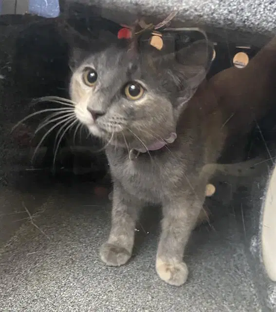 Basil - Domestic Short Hair