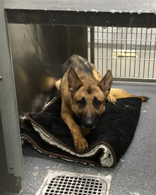 Leonidas - German Shepherd Dog