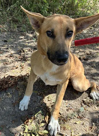 Roddy - German Shepherd Dog