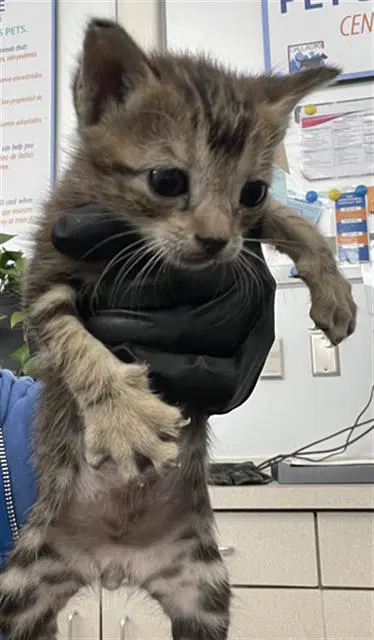 Jimmuy - Domestic Short Hair