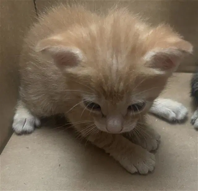 Wally - Domestic Short Hair