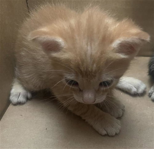 WALLY, a cat for adoption from Dallas Animal Services