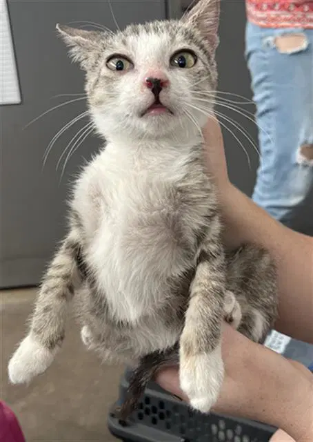 Dobby - Domestic Short Hair
