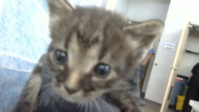 Nicolas - Domestic Medium Hair