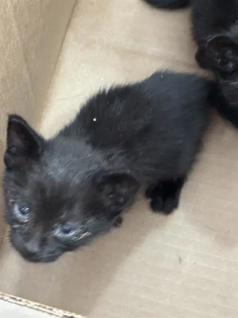 Lucky - Domestic Short Hair