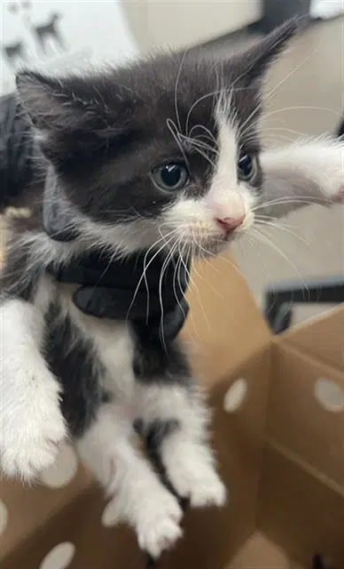 Tess - Domestic Short Hair