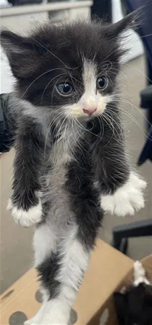Skipper - Domestic Short Hair