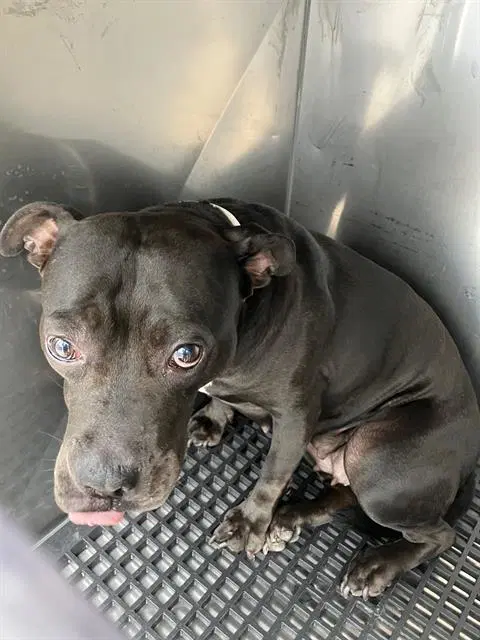 Tarzan - Pit Bull Terrier