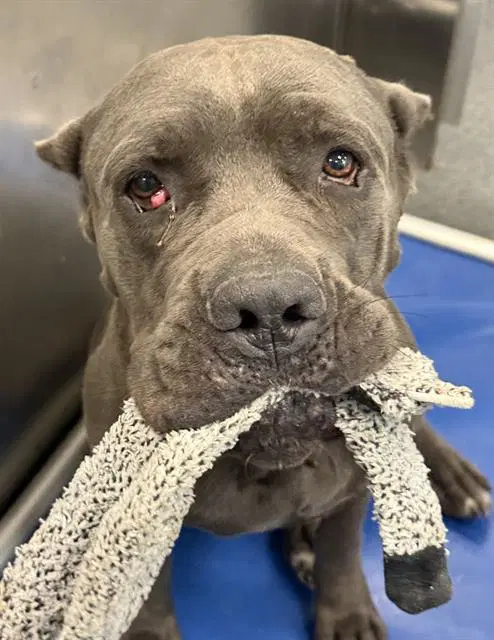 Watts - Cane Corso Mastiff