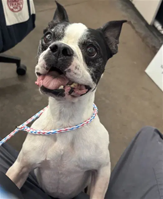 Oreo - Boston Terrier