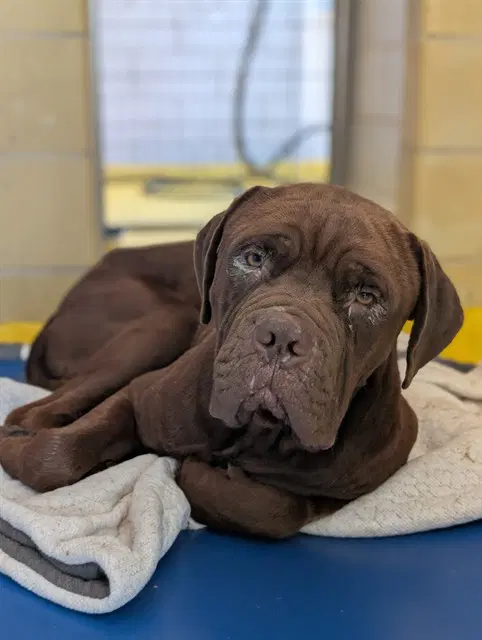 Frank - Dogue de Bordeaux