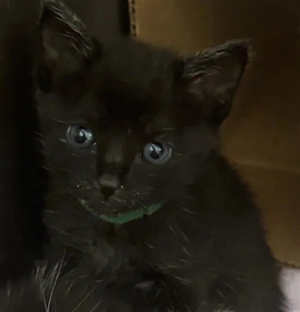 Juju - Domestic Short Hair