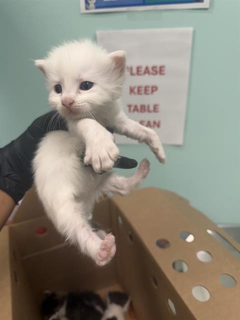 CASSIE, a cat for adoption from Dallas Animal Services